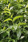 Branches and leaves of Laurel willow