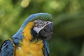 Portrait of a Blue-and-yellow Macaw Park Amazonia France