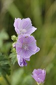 Flowers of Musk Mallow