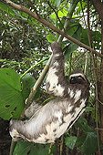 Brown-throated Sloth National Reserve Pacaya-samiria Peru