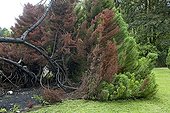Struck conifers at ground in priory gardens Savoie