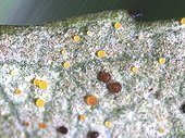 Eggs of Almond Lace Bug on a leaf of Berry Tree ; Comment: The egg colour changes from yellow, orange to black at hatching.