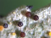 Eggs of Almond Lace Bug on a leaf of Berry Tree ; Comment: The egg colour changes from yellow, orange to black at hatching. Diameter of 0.18mm.