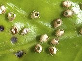 Mummies of parasitized Aphids on a leaf