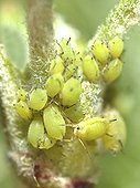 Aphids feeding on a leaf bud of Apple Tree ; Comment: Size close to 2mm