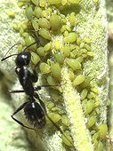 Aphids feeding and Ant absorbing the honeydew ; Comment: Size of Aphis close to 2mm