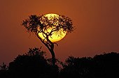 Coucher de soleil sur acacia Réserve de Masaï Mara Kenya