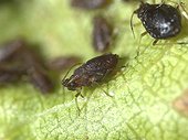 Aphids feeding on a leaf of Pear Tree ; Comment: Size of Aphis close to 2mm