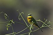 East Coast Little Bee-eater on twigs Kenya