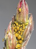 Aphids feeding on a leaf bud of Apple Tree ; Comment: Size of Aphis close to 2mm