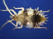 Almond Lace Bug and its stinging rostrum ; Comment: Size close to 2mm