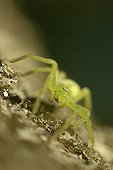 Portrait of a female Spider on a tree trunk France