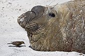 Southern elephant seal and Passeriforme in Falkland Islands