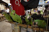 Sale of Parrots market Yurimaguas Peru ; Amazon Basin