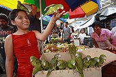 Sale of young Canary-winged parakeet market Yurimaguas Peru ; Amazon Basin
