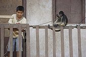 Tufted Capuchin detained as a pet Yurimaguas Peru ; Amazon Basin