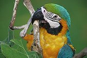 Blue and yellow Macaw captive Yurimaguas Peru ; Amazon Basin