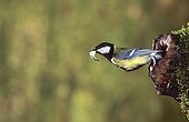 Great Tit  leaving the nest with fecal bag France