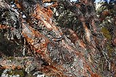 Bark of Polylepis Laguna Llanganuco Peru Andes