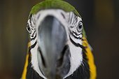 Portrait of Blue-and-Yellow Macaw captive Yurimaguas Peru