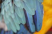 Plumage of Blue-and-Yellow Macaw captive Yurimaguas Peru
