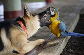 Blue-and-Yellow Macaw playing with dog Yurimaguas Peru