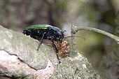 Ground Beetle eating a caterpilar of Oak processionary moth ; Locality: Plateau des Gras.
