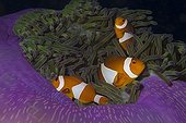 Clown anemonefishes in their sea anemone Maratua
