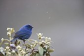 Tit-like Dacnis - Cordillera Blanca Andes Peru ; Altitude: 4500 m