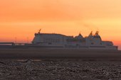 Kentish plover at sunset France
