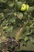 Transplant apple tree 'Attroche Poitevine' in fruit