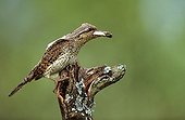 Wryneck on a perch with a faecal bag