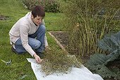 Harvest of coriander seeds in the kitchen garden