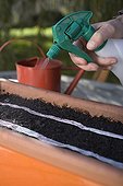 Sowing of a radish preseeded strip in flower container