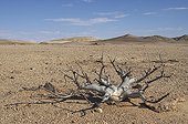 Commiphora Namib desert Namibia