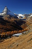 Larch forest at the foot of Matterhorn in autumn Switzerland