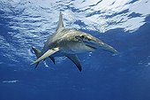 Great hammerhead Atlantic Ocean Bahamas