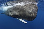 Sperm whale Caribbean Sea Dominican Republic
