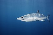Shortfin Mako Shark Pacific Ocean California USA