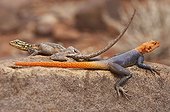 Agamas, male and female, Twyfelfontein, Namibia