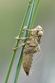 Exuvia of Four-spotted Chaser Switzerland