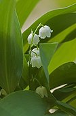 Lily-of-the valley in bloom
