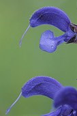 Two Meadow Clary flowers actual size Jura France