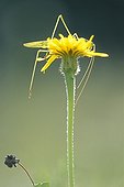 Grasshopper on an Asterale flower in a lawn limestone Jura