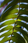 Autumn foliage of a sumac