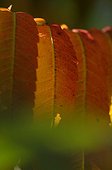 Autumn foliage of a sumac