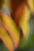 Blur effect on foliage of a sumac 'Dissecta'
