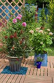 Rose trees and bottlebrush in bloom on a garden terrace