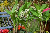 Lily-of-the-valley in bloom on a garden terrace