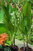 Lily-of-the-valley in bloom on a garden terrace